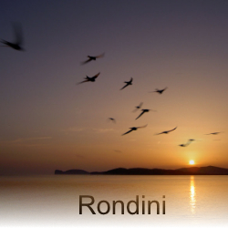 rondini